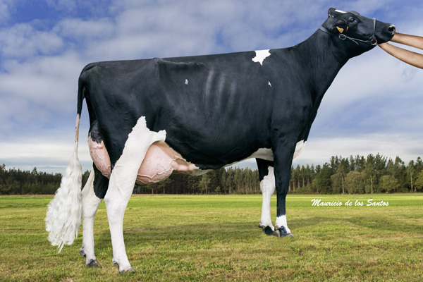 MANTOO GOLDWYN VICTORIA ET