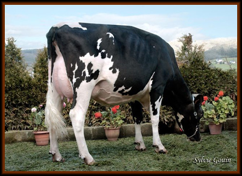 bos allen gypsy