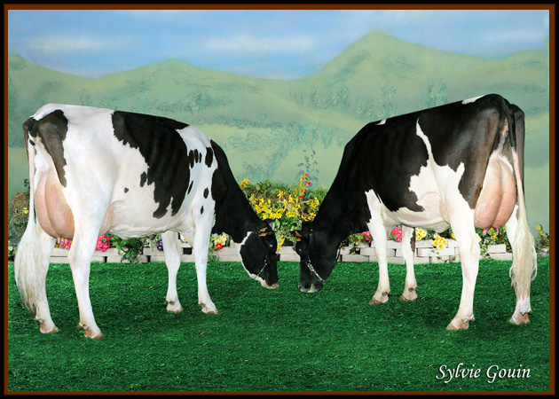 HIJAS GYPSY