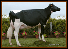 MANTOO GOLDWYN RUNIA