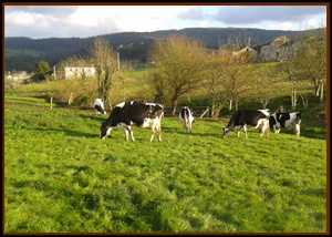 VACAS SECAS